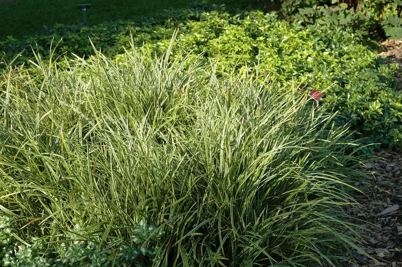 carex morr. 'ice dance' P9 - afbeelding 4