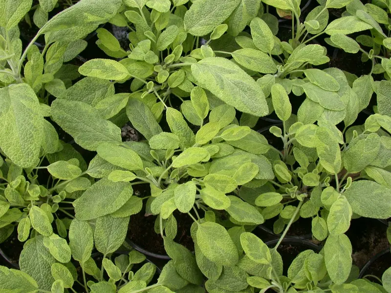 Salvia off. 'Icterina'  'aurea' P9
