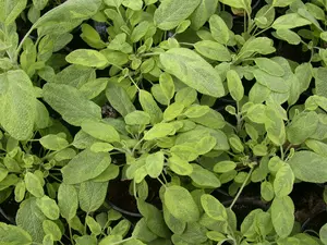 Salvia off. 'Icterina'  'aurea' P9