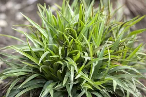 luzula pil. 'igel' P9 - afbeelding 2