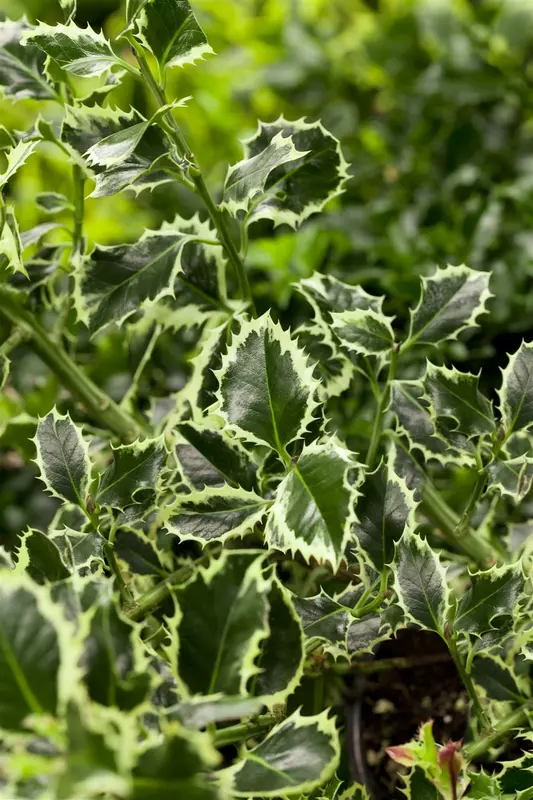 Argentea Marginata - afbeelding 3