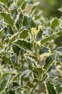 Argentea Marginata - afbeelding 5