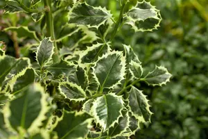 Argentea Marginata - afbeelding 2