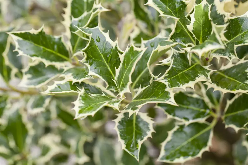 Argentea Marginata - afbeelding 4