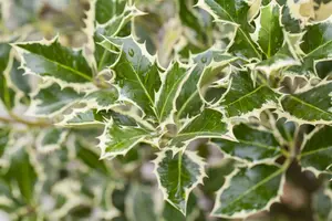 Argentea Marginata - afbeelding 4