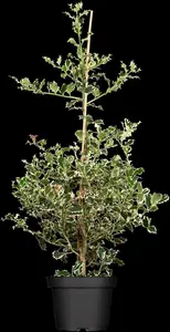 Argentea Marginata - afbeelding 5