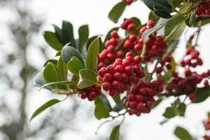 Ilex aquif. 'J.c. van Tol' HALFST.  KLUIT - afbeelding 2