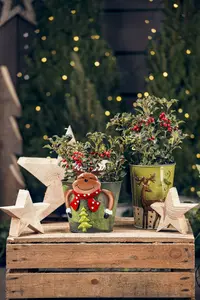 ilex aquifolium (100-110 cm) - afbeelding 2