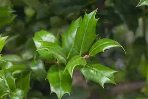 ilex aquifolium (100-110 cm) - afbeelding 5