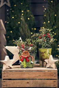 Ilex aquifolium 40- 60 C2 - afbeelding 2