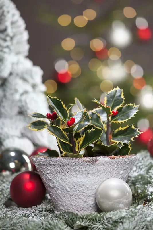 Ilex aquifolium 40- 60 C2 - afbeelding 4