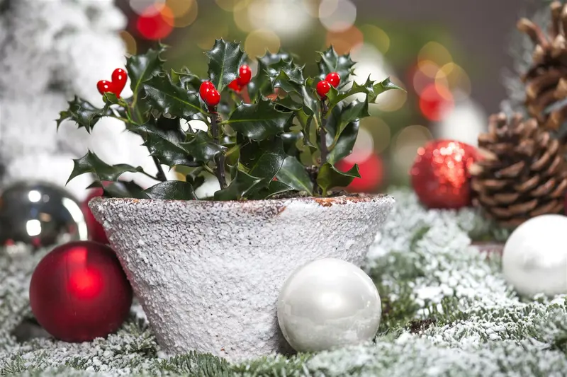 Ilex aquifolium 40- 60 C2 - afbeelding 3