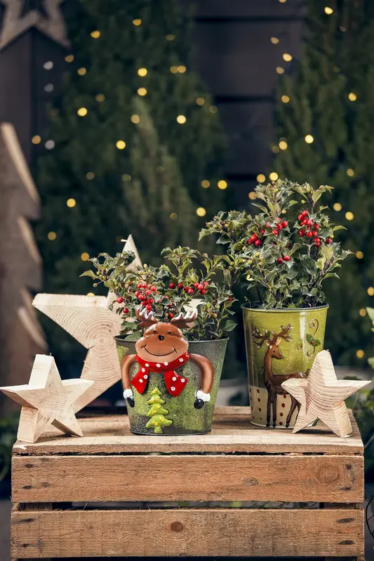 Ilex aquifolium 40- 60 KLUIT - afbeelding 2