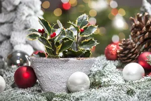 Ilex aquifolium 40- 60 KLUIT - afbeelding 5