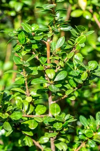 Ilex cren. 'Caroline Upright' 30- 40   C - afbeelding 2