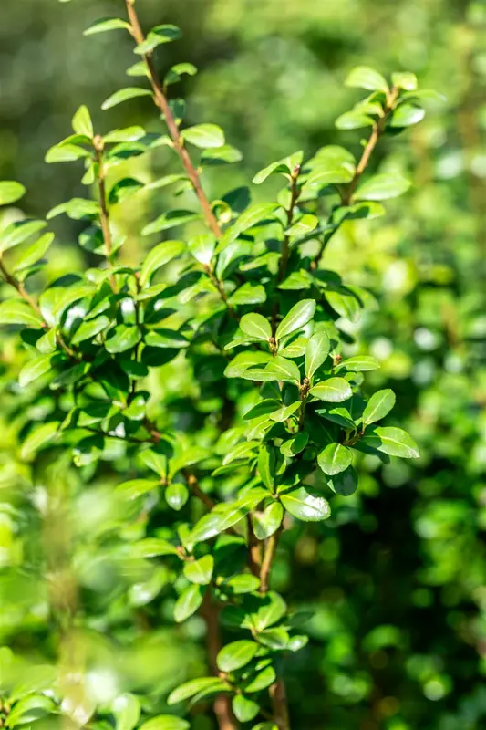 Ilex cren. 'Caroline Upright' 30- 40   C - afbeelding 4