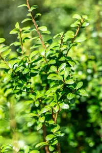 Ilex cren. 'Caroline Upright' 30- 40   C - afbeelding 4