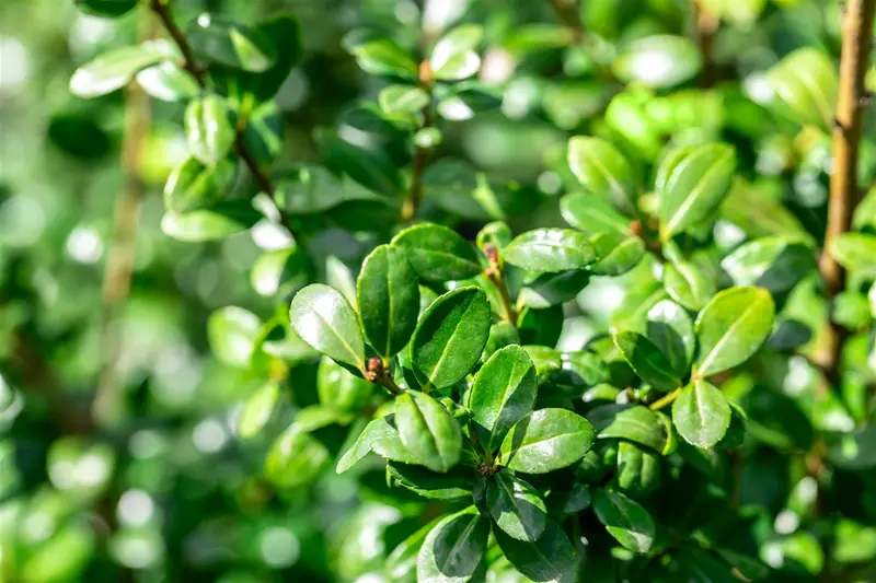 Ilex cren. 'Caroline Upright' 30- 40   C - afbeelding 3