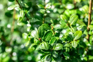 Ilex cren. 'Caroline Upright' 30- 40   C - afbeelding 3