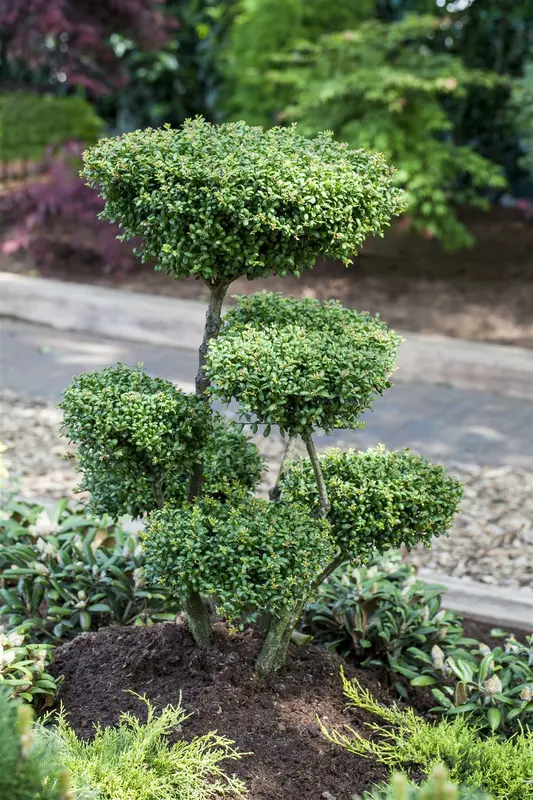 Ilex cren. 'Convexa' BONSAI 180-200   C500 - afbeelding 2