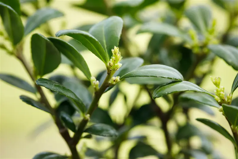 Ilex cren. 'Dark Green'® 30- 40   C3 - afbeelding 2