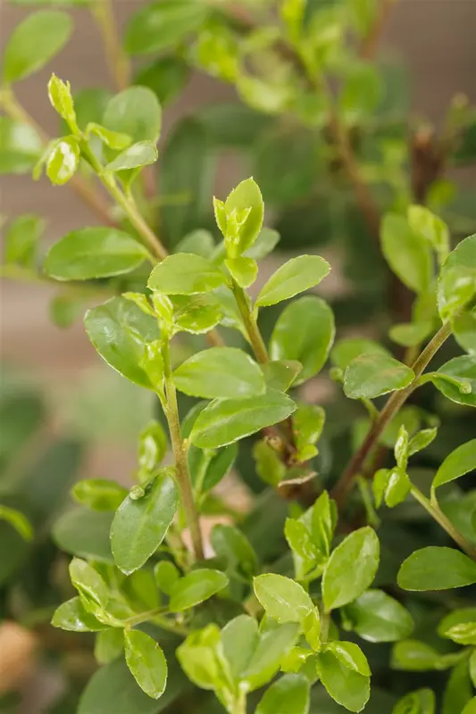 Ilex cren. 'Dark Green'® 90-100   C15 PIR. - afbeelding 5