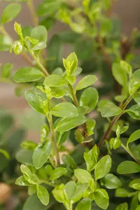 Ilex cren. 'Dark Green'® 90-100   C15 PIR. - afbeelding 5