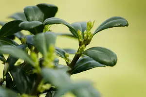 Ilex cren. 'Dark Green'® BONSAI S-VORM C15 - afbeelding 3