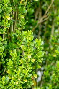 Ilex cren. 'Fastigiata' 90-100   C18 - afbeelding 5
