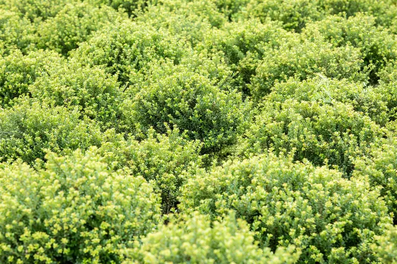 Ilex cren. 'Glorie Dwarf' 25- 30   C5 BOL - afbeelding 1