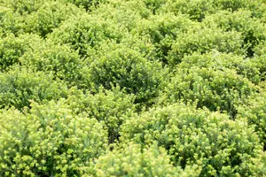 Ilex cren. 'Glorie Dwarf' 25- 30   C5 BOL - afbeelding 1