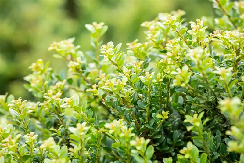 Ilex cren. 'Glorie Dwarf' 35- +    C12 BOL - afbeelding 4