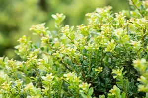 Ilex cren. 'Glorie Dwarf' 35- +    C12 BOL - afbeelding 4