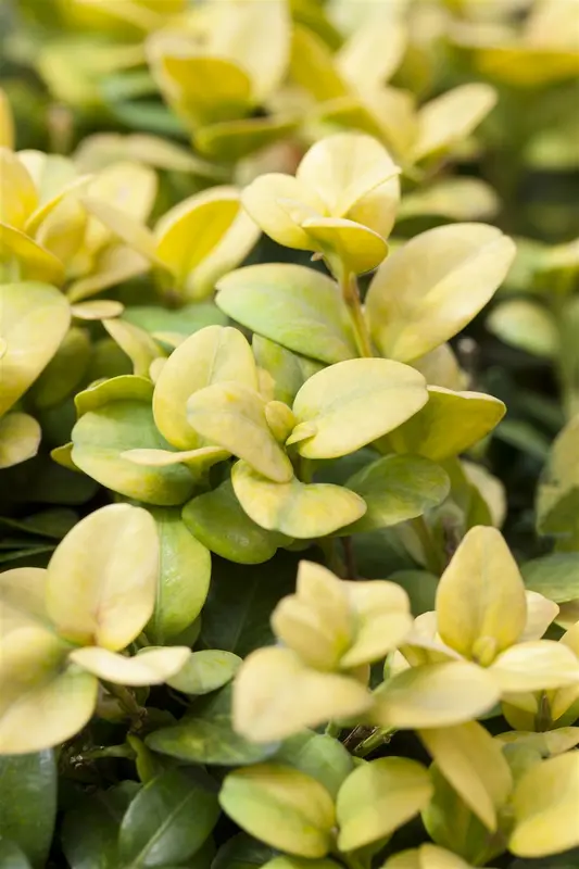 Ilex cren. 'Glory Gem' 60- +    C26 BOL - afbeelding 5