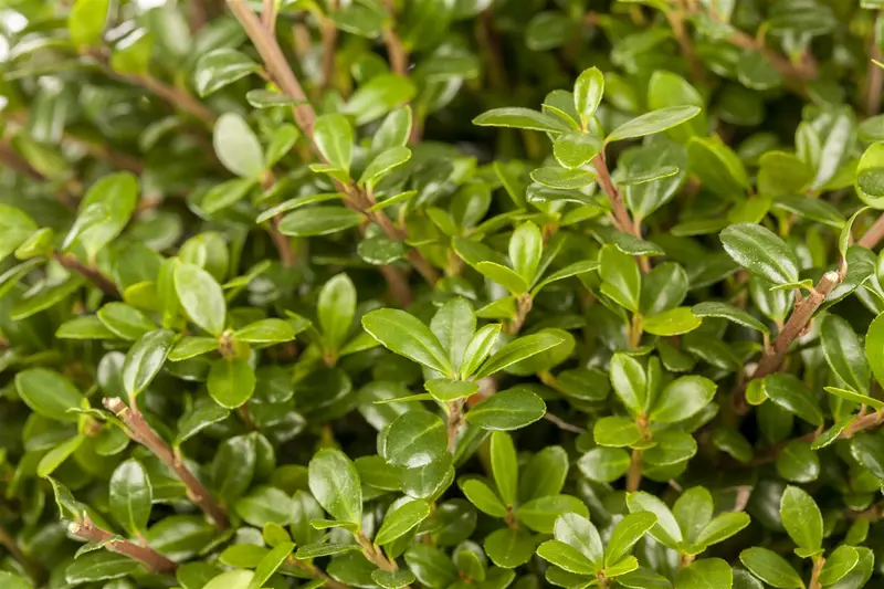 Ilex cren. 'Glory Gem' 60- +    C26 BOL - afbeelding 2