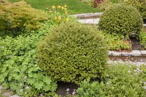 Ilex cren. 'Glory Gem' 60- +    C26 BOL - afbeelding 3