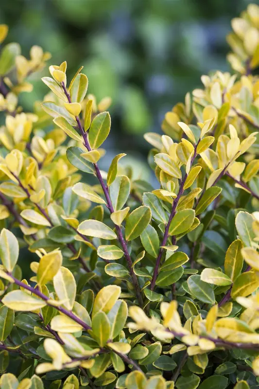 Ilex cren. 'Golden Gem' 20- 30   C - afbeelding 5