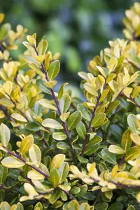 Ilex cren. 'Golden Gem' 20- 30   C - afbeelding 5