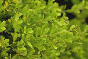 Ilex cren. 'Golden Gem' 20- 30   C - afbeelding 3