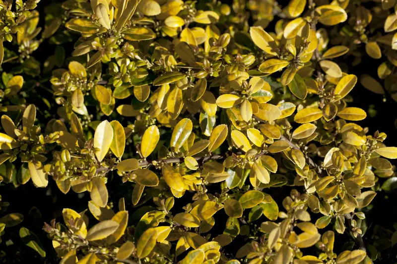 Ilex cren. 'Golden Gem' 20- 30   C - afbeelding 4