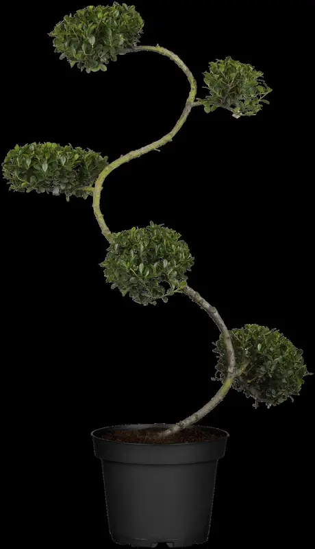 Green Hedge - afbeelding 2
