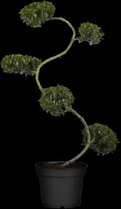 Green Hedge - afbeelding 2