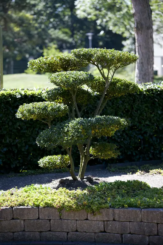 Ilex cren. 'Green Hedge' BONSAI 100-125   C80