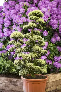 Ilex cren. 'Kin-me' BONSAI 160-180 C180