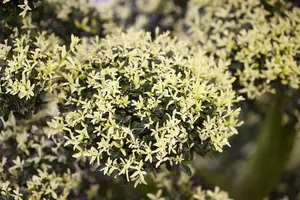 Ilex cren. 'Kin-me' BONSAI 160-180   C180 - afbeelding 2