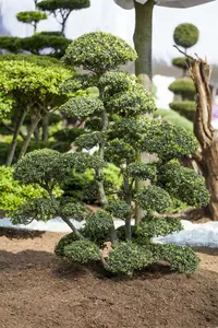 Ilex cren. 'Mutchagara' BONSAI 150-175  C65