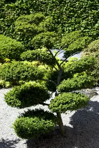 Ilex cren. 'Mutchagara' BONSAI 60-+   C10 - afbeelding 4