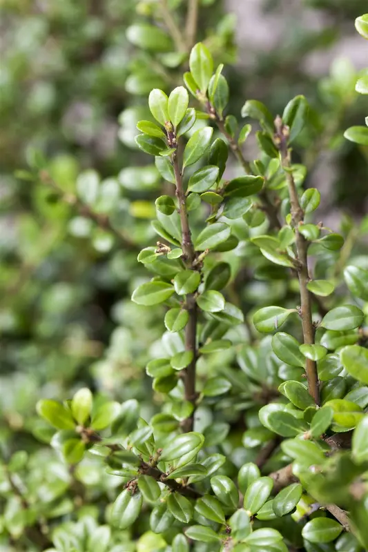 Ilex cren. 'Mutchagara' BONSAI 60-+   C10 - afbeelding 5