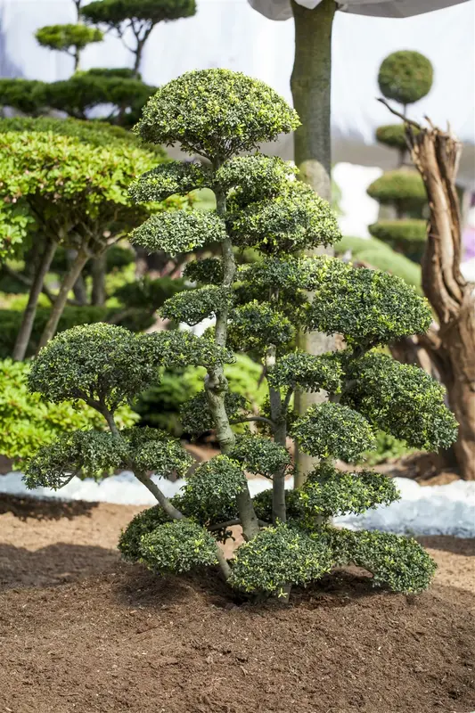 Ilex cren. 'Mutchagara' BONSAI 80-+   C20 - afbeelding 1