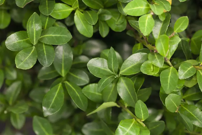 Ilex cren. 'Mutchagara' BONSAI 80-+   C20 - afbeelding 2